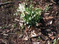 L'annonce du printemps