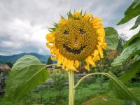 Le rire du soleil