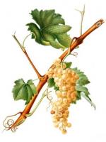 Le raisin blanc