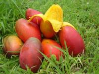 Fruta tropical 3
