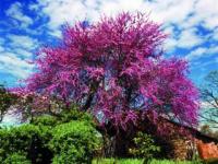Arbol del amor