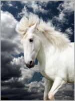 Magnifique cheval blanc