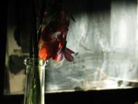 Composition florale