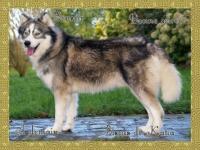 Husky bonsoir