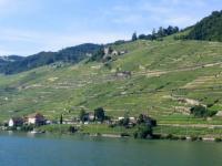 Vignes de Lavaux