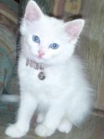 Jolie minette