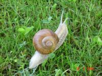 Escargot d'or
