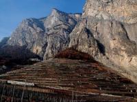 Vigne de Chamoson