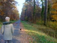Automne à Compiègne