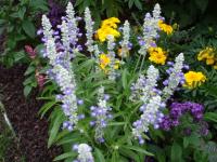 Fleurs Colbert