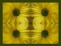Marguerite : effet miroir
