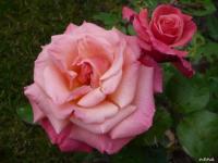Rose Christophe Colomb