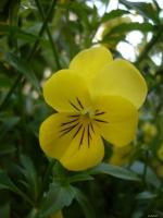 Viola cornuta jaune d'or