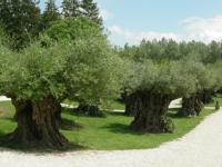 Les Oliviers à Paradisio