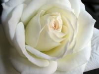 Rosa blanca