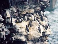 Guillemots sur le rocher