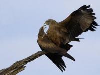 Aigles en couple