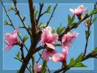 Fleurs de pêcher