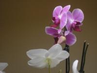 Orchidées