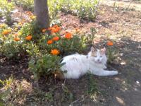 Chat jardin