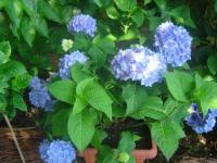Hortensia bleues