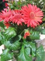 Gerbera_1