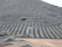 Culture seche  à lanzarote