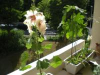 Mon balcon