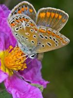 Mariposa 11