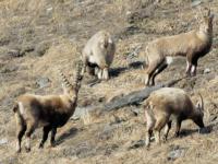 Bouquetins en Vanoise
