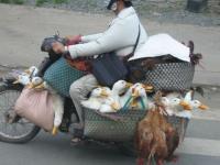 La balade des canards !