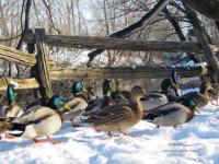 Petite pause canard