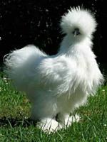Poule de concours