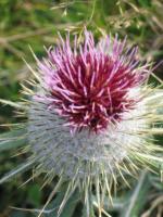 Hautacam : Le chardon