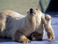 Secret d'ours