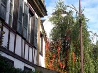 Automne d'Alsace