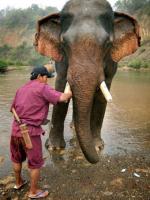 La toilette de l'éléphant