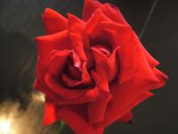 Rosae
