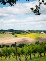 Vigne en Haute-Garonne