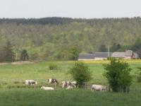 Paysage ardennais