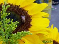 Abeja