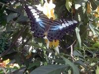 Papillon bleu