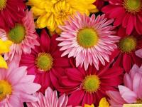 Flores-1