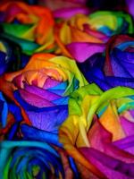 Rosa arco iris 5