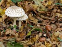 Image d'automne