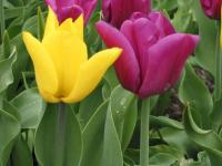 Tulipanes 2