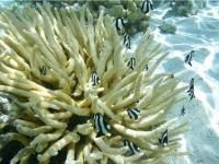Poissons rayés dans le corail