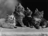 Quatuor