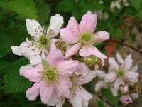 Fleur de framboisier