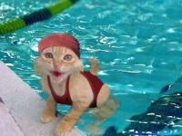 Chat nage